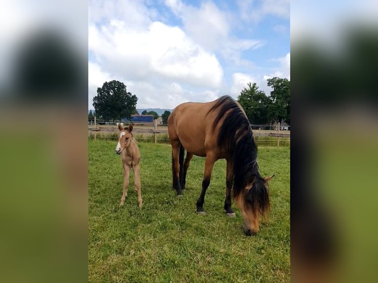 PRE Mix Stute 6 Jahre 160 cm Falbe in R&#xF6;dinghausen