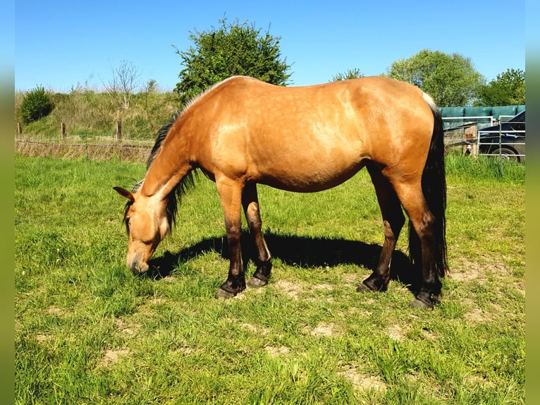 PRE Mix Stute 6 Jahre 160 cm Falbe in R&#xF6;dinghausen