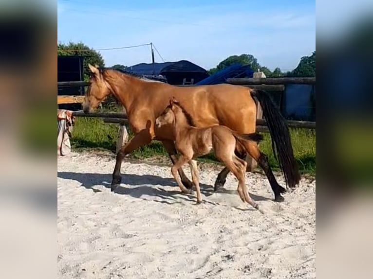 PRE Mix Stute 6 Jahre 160 cm Falbe in R&#xF6;dinghausen