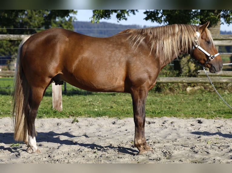 PRE Mix Stute 6 Jahre 160 cm Falbe in R&#xF6;dinghausen
