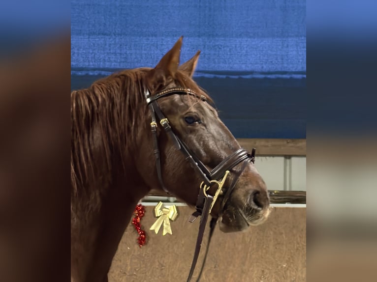 PRE Stute 6 Jahre 160 cm Fuchs in StahnsdorfStahnsdorf