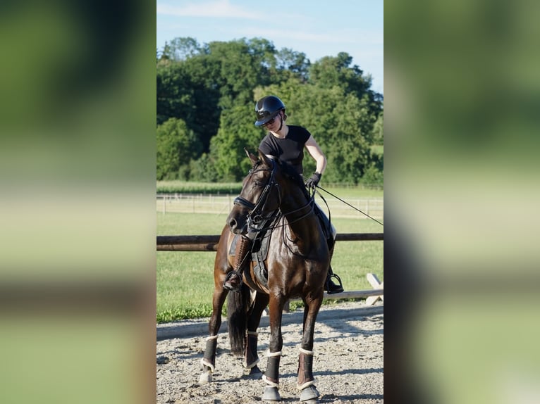 PRE Stute 6 Jahre 160 cm Rappe in München