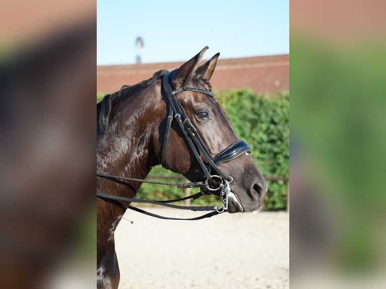 PRE Stute 6 Jahre 160 cm Rappe in München