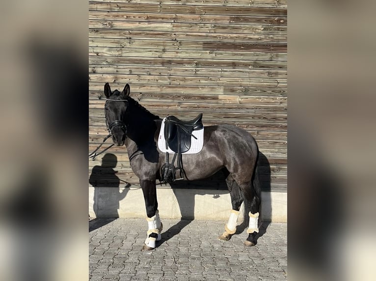 PRE Stute 6 Jahre 160 cm Rappe in München