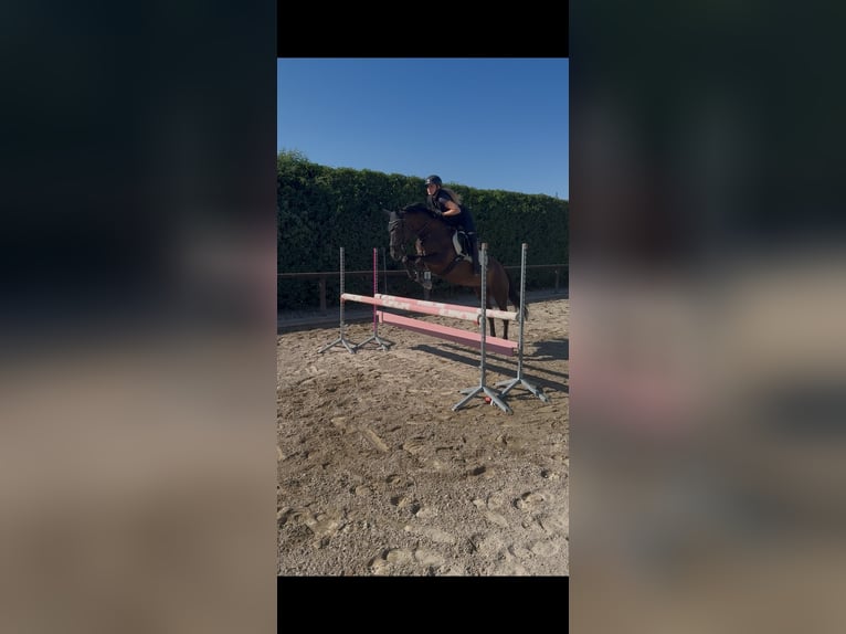 PRE Stute 6 Jahre 160 cm Rappe in München