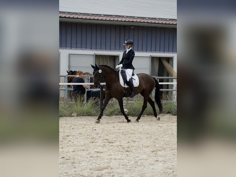 PRE Stute 6 Jahre 160 cm Rappe in München
