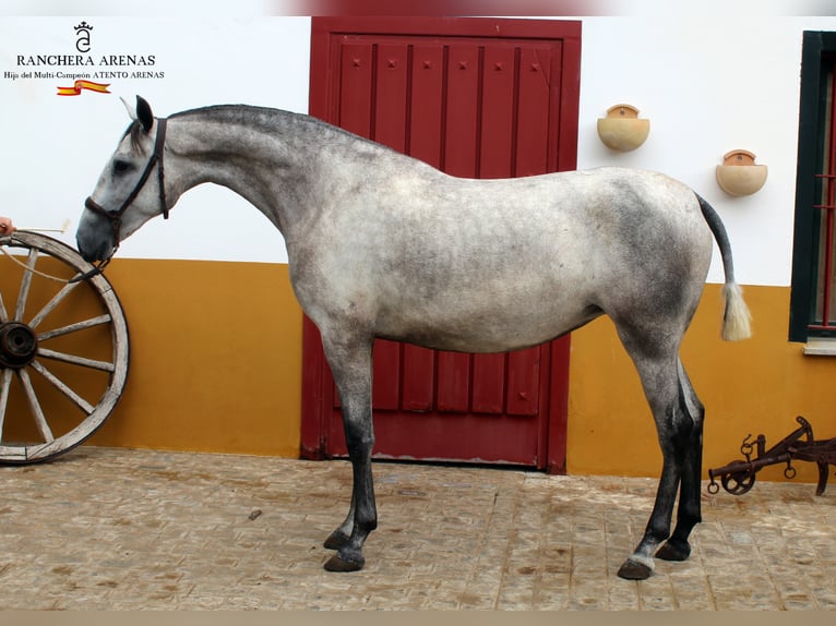 PRE Stute 6 Jahre 160 cm Schimmel in Lebrija