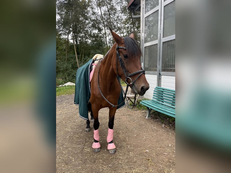 PRE Mix Stute 6 Jahre 161 cm Brauner in Flieden