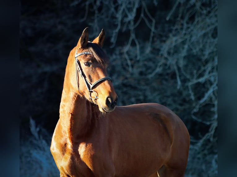PRE Mix Stute 6 Jahre 161 cm Brauner in Flieden