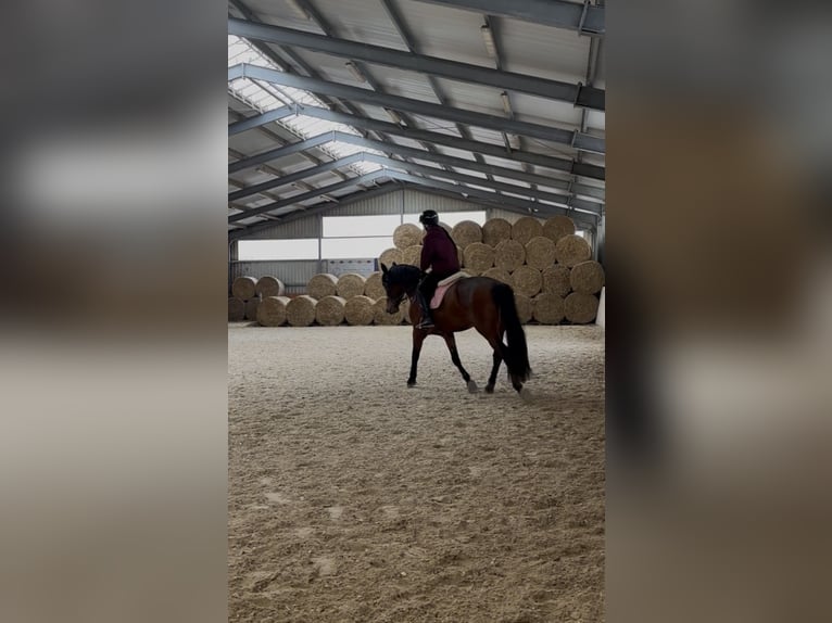 PRE Mix Stute 6 Jahre 161 cm Brauner in Flieden