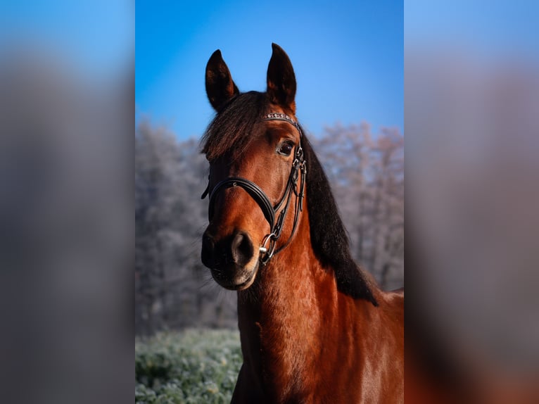 PRE Mix Stute 6 Jahre 161 cm Brauner in Flieden