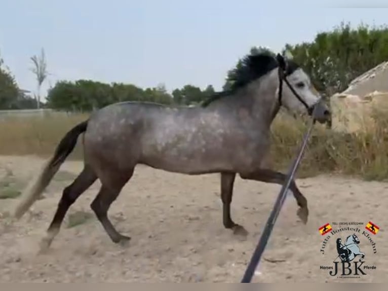 PRE Mix Stute 6 Jahre 161 cm Schimmel in Tabernas Almeria