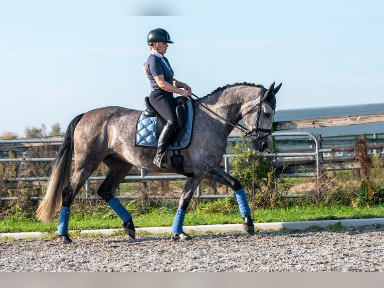 PRE Stute 6 Jahre 162 cm Apfelschimmel in Bonn