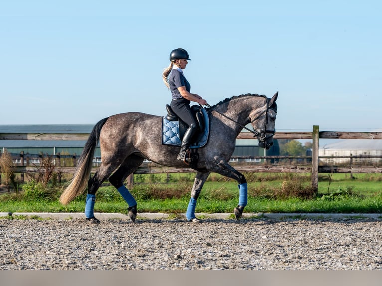 PRE Stute 6 Jahre 162 cm Apfelschimmel in Bonn