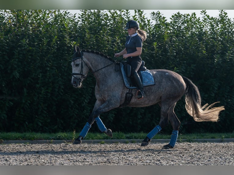 PRE Stute 6 Jahre 162 cm Apfelschimmel in Bonn