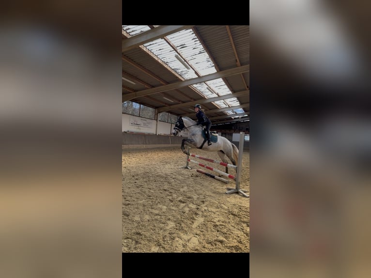 PRE Stute 6 Jahre 162 cm Apfelschimmel in Cuxhaven