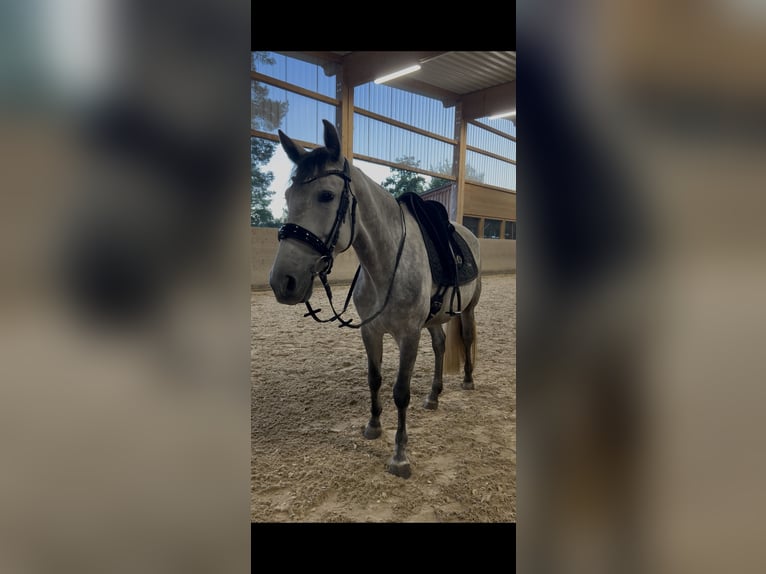 PRE Stute 6 Jahre 162 cm Apfelschimmel in Cuxhaven