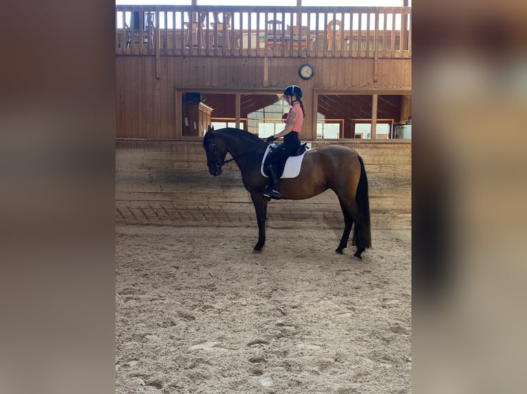 PRE Mix Stute 6 Jahre 162 cm Brauner in Hohenbrunn