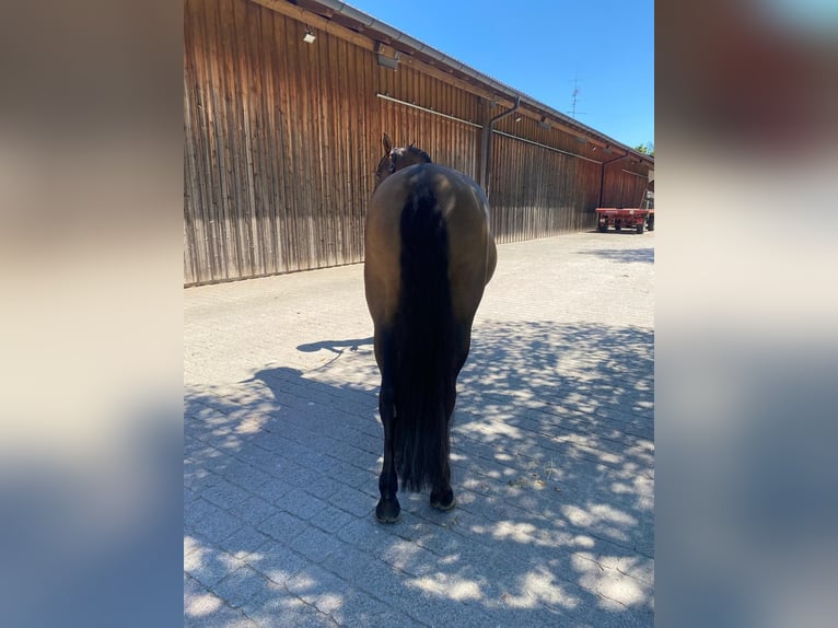 PRE Mix Stute 6 Jahre 162 cm Brauner in Hohenbrunn