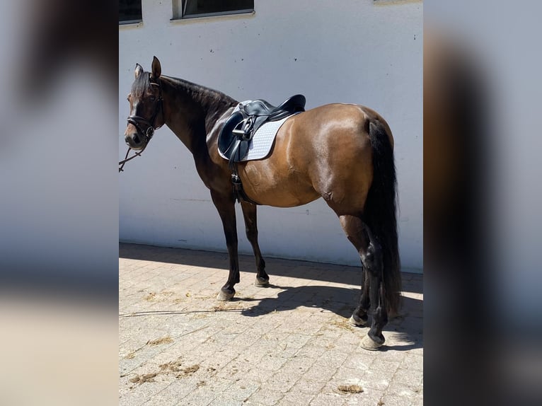 PRE Mix Stute 6 Jahre 162 cm Brauner in Hohenbrunn