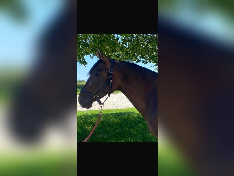 PRE Mix Stute 6 Jahre 162 cm Brauner in Hohenbrunn
