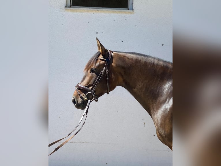 PRE Mix Stute 6 Jahre 162 cm Brauner in Hohenbrunn