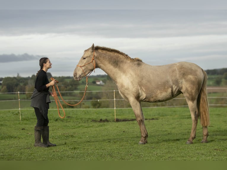 PRE Stute 6 Jahre 162 cm Pearl in Loye sur Arnon