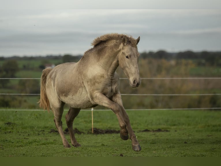 PRE Stute 6 Jahre 162 cm Pearl in Loye sur Arnon