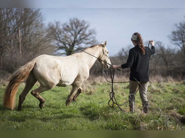 PRE Stute 6 Jahre 162 cm Pearl in Loye sur Arnon