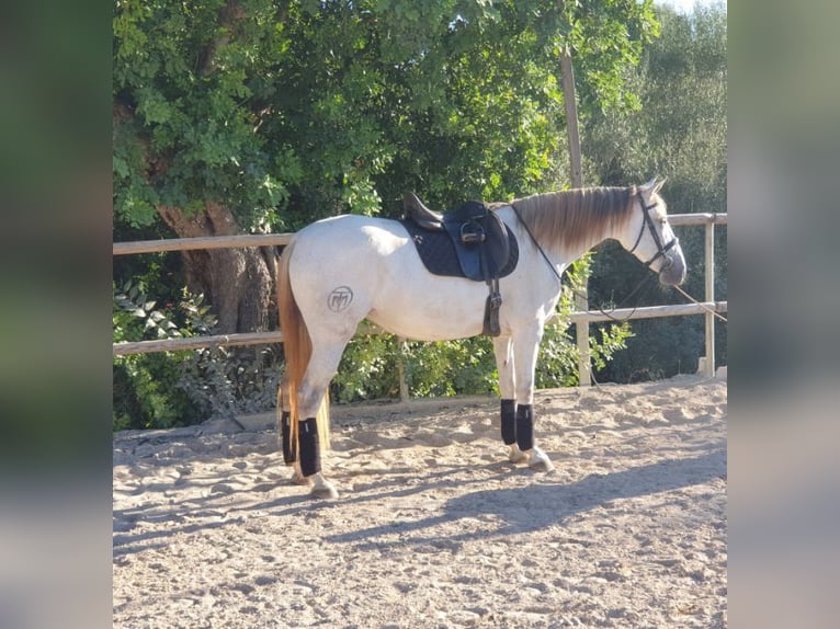PRE Mix Stute 6 Jahre 162 cm Schimmel in Felanitx