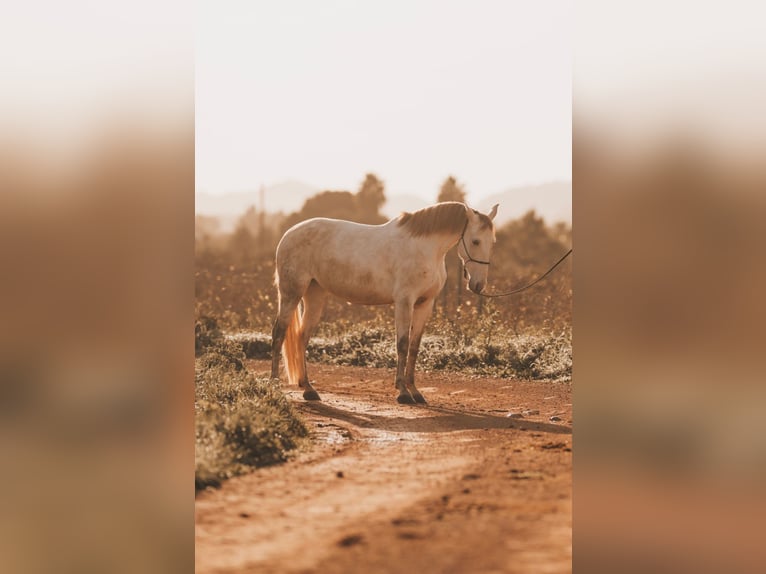 PRE Mix Stute 6 Jahre 162 cm Schimmel in Felanitx