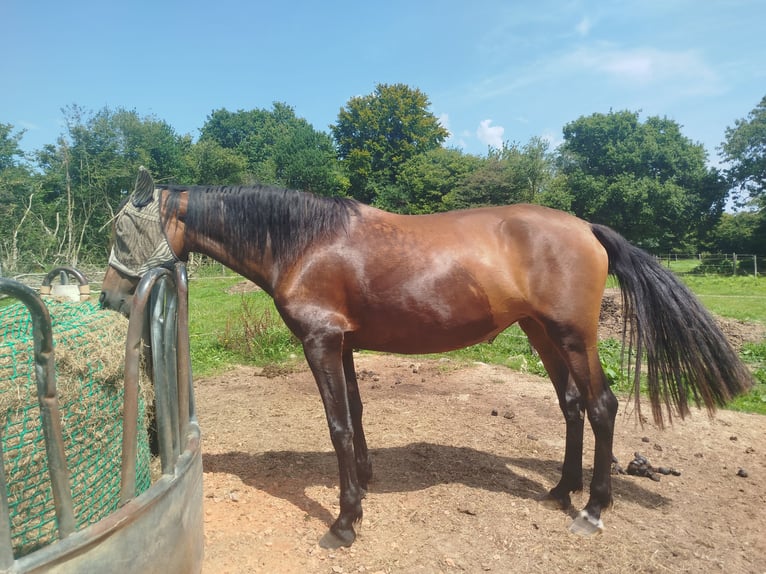 PRE Stute 6 Jahre 163 cm Brauner in Hamburg