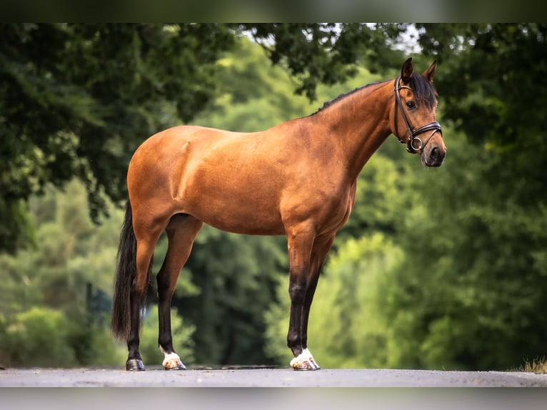 PRE Mix Stute 6 Jahre 163 cm Brauner in Windhagen