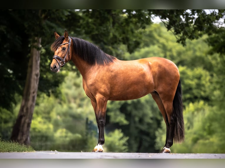 PRE Mix Stute 6 Jahre 163 cm Brauner in Windhagen