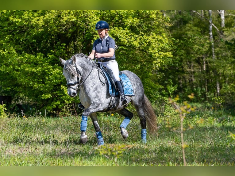 PRE Mix Stute 6 Jahre 163 cm Schimmel in Schwarzmannshofen