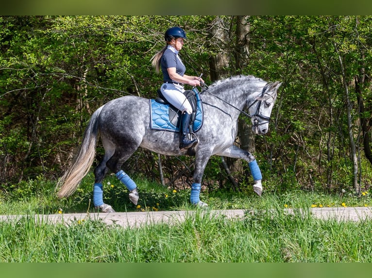 PRE Mix Stute 6 Jahre 163 cm Schimmel in Schwarzmannshofen