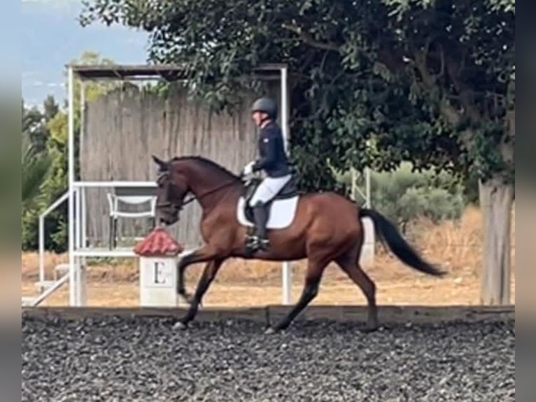 PRE Mix Stute 6 Jahre 164 cm Rotbrauner in Coin