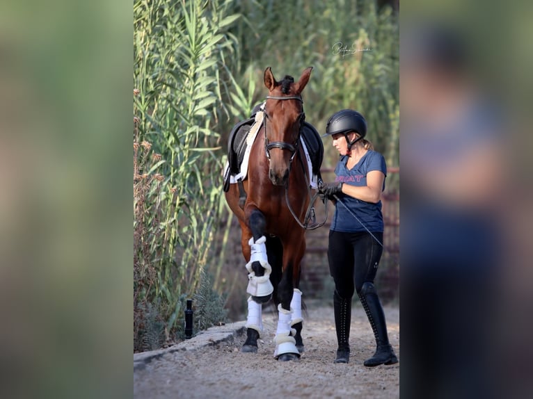 PRE Mix Stute 6 Jahre 164 cm Rotbrauner in Coin