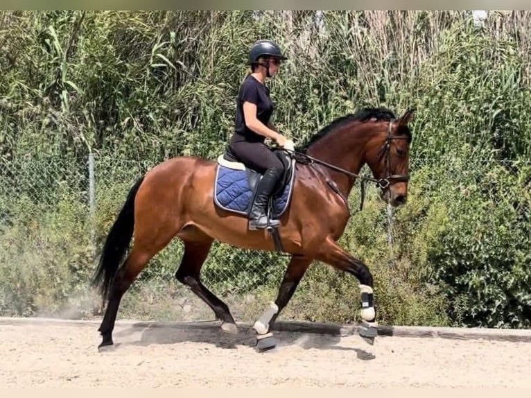 PRE Mix Stute 6 Jahre 164 cm Rotbrauner in Coin