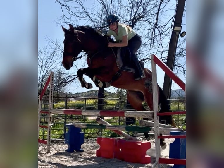 PRE Mix Stute 6 Jahre 164 cm Rotbrauner in Coin