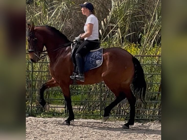 PRE Mix Stute 6 Jahre 164 cm Rotbrauner in Coin