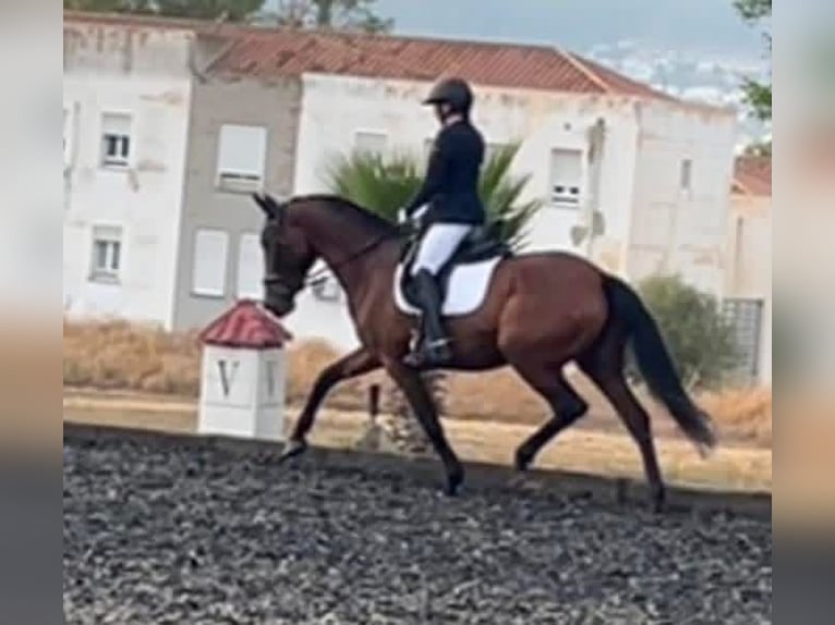 PRE Mix Stute 6 Jahre 164 cm Rotbrauner in Coin