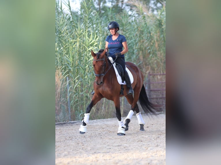 PRE Mix Stute 6 Jahre 164 cm Rotbrauner in Coin