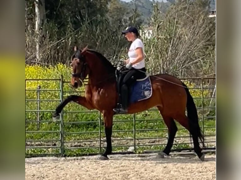 PRE Mix Stute 6 Jahre 164 cm Rotbrauner in Coin