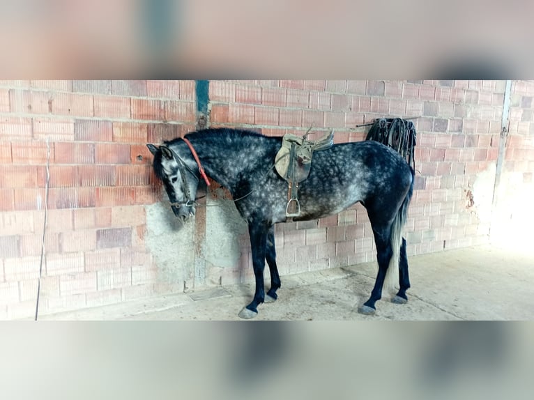 PRE Stute 6 Jahre 165 cm Apfelschimmel in Aguilar De La Frontera