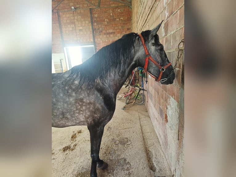 PRE Stute 6 Jahre 165 cm Apfelschimmel in Aguilar De La Frontera