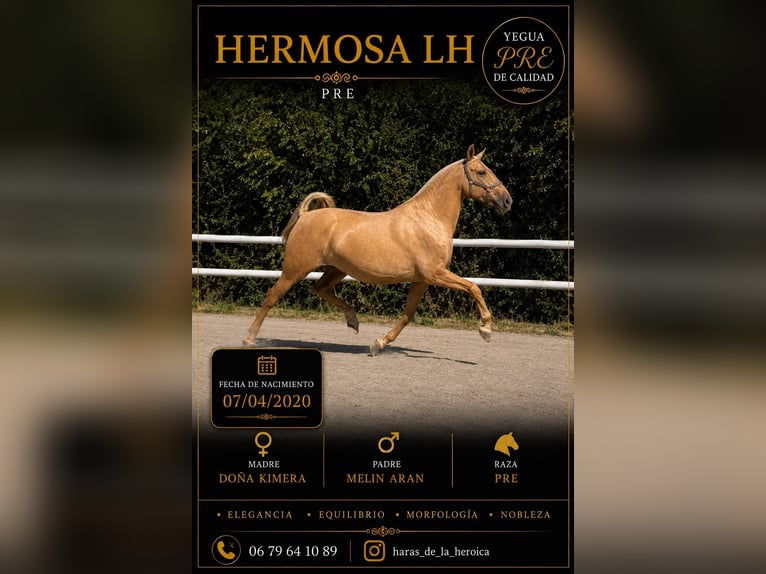 PRE Mix Stute 6 Jahre 165 cm Palomino in Maisonnais