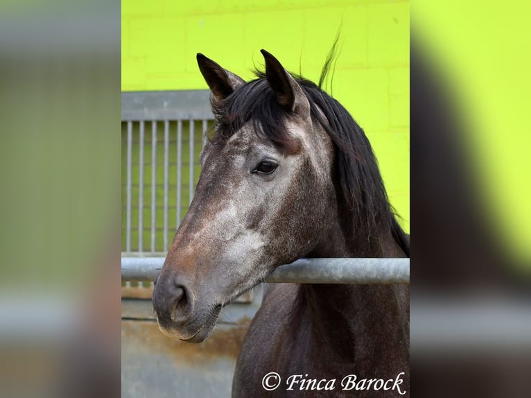 PRE Mix Stute 6 Jahre 165 cm Schimmel in Wiebelsheim