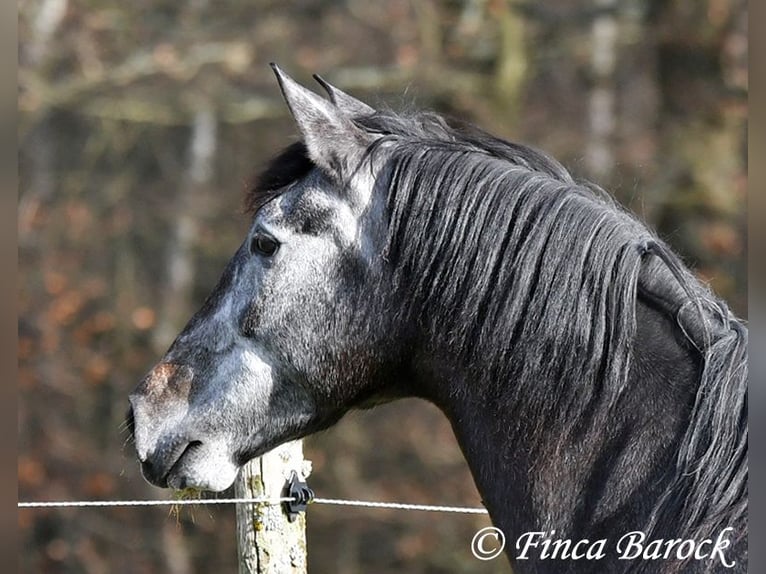 PRE Mix Stute 6 Jahre 165 cm Schimmel in Wiebelsheim