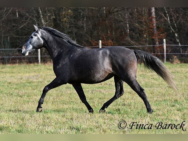 PRE Mix Stute 6 Jahre 165 cm Schimmel in Wiebelsheim